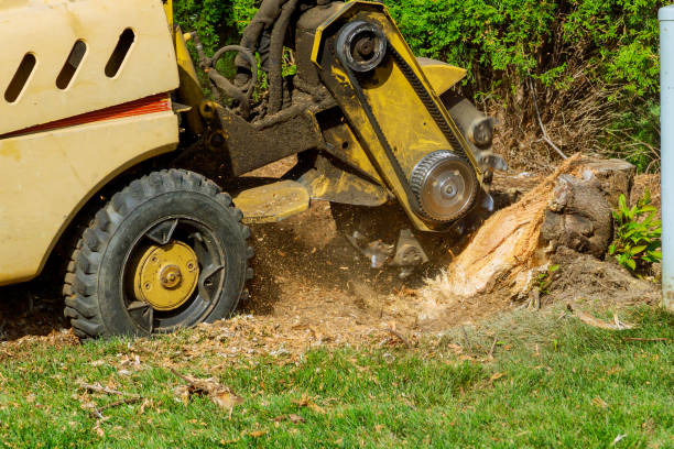 Best Stump Grinding Near Me  in Dayton, NJ